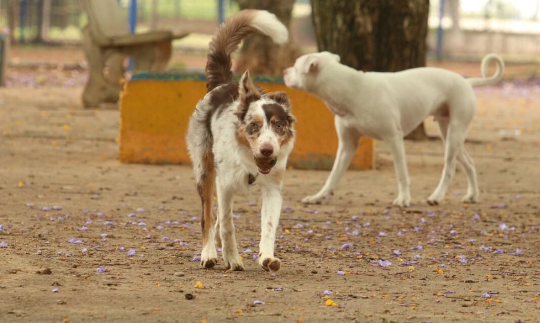 tutores_com_caes_no_parcao_espaco_exclusivo_para_cachorros_na_praca_ayrton_senna_do_brasil_rvsa_abr_103020210151-1