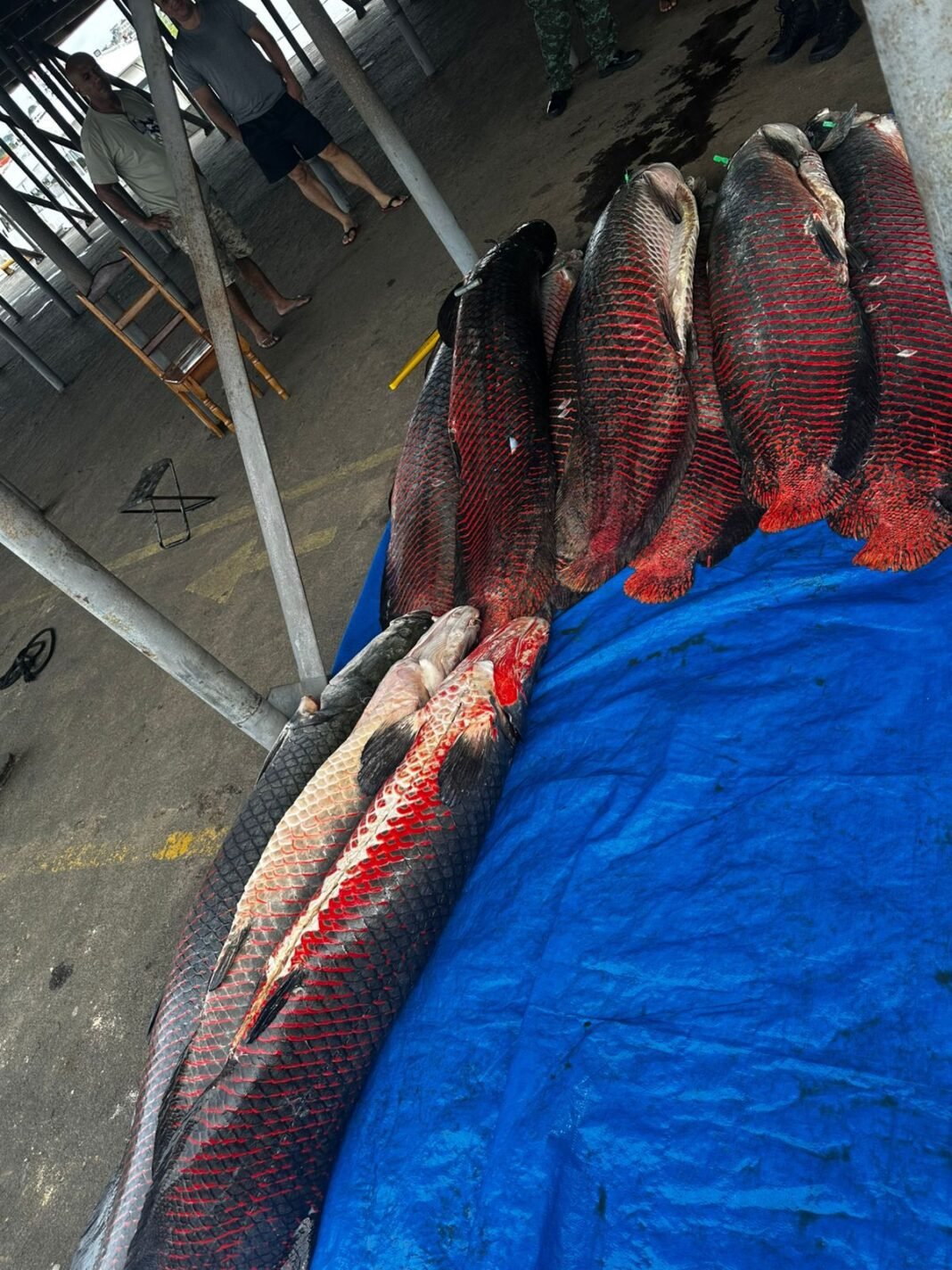 SSP-AM_PESCADO_ILEGAL_FOTOS_DIVULGAÇÃO_SSP_AM 2