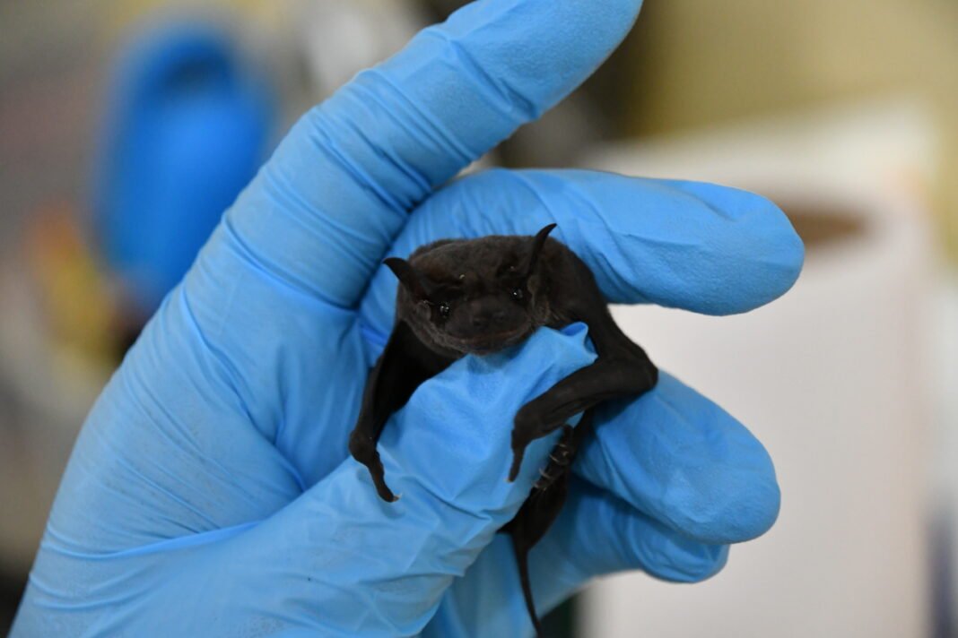 Fapeam Pesquisa Morcegos Foto pesquisadora Tamily Carvalho Melo dos Santos (1)