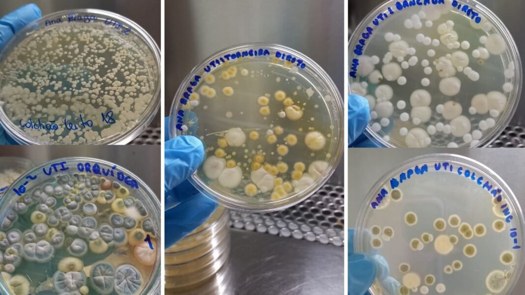 Fapeam avaliação da carga fúngica em um hospital da cidade de Manaus Foto arquivo pessoal da pesquisadora Patrícia dos Santos Souza