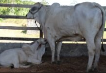 Adaf convoca produtores para atualização cadastral de animais até 15 de dezembro