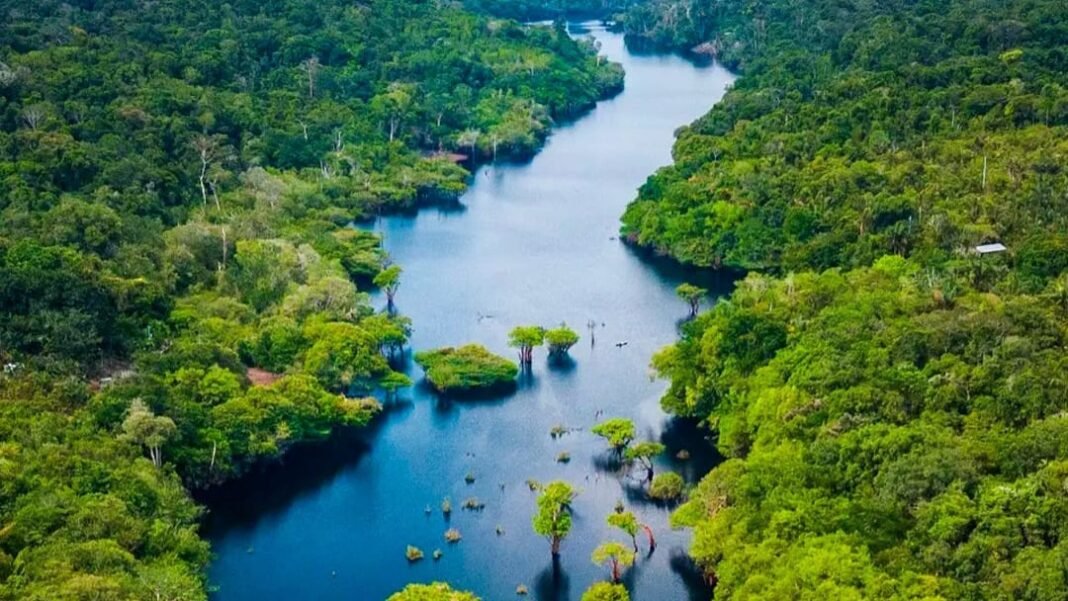 Sema_FOTO FLORESTA ARQUIVO SEMA 2