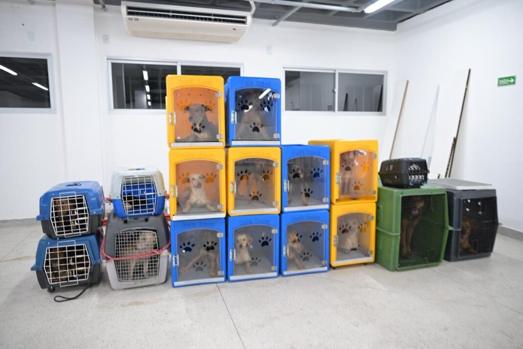 Divulgação_Sepet (3)