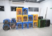 Sepet-AM resgata 24 cachorros em situação de maus-tratos no bairro Flores