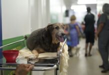 Hospital Público Veterinário do Amazonas registra mais de 23 mil procedimentos em um mês
