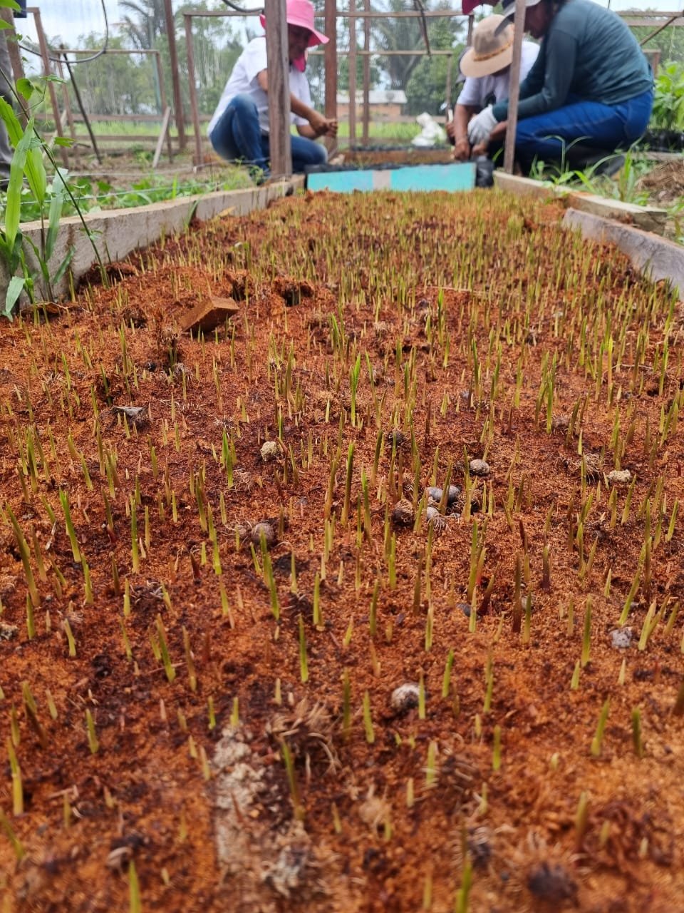 Idam_Produção de mudas de cacau e açaí em Boa Vista do Ramos_Fotos divulgação (2)
