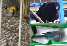 Ipaam reforça atuação na proteção da fauna silvestre com 37 resgates em outubro