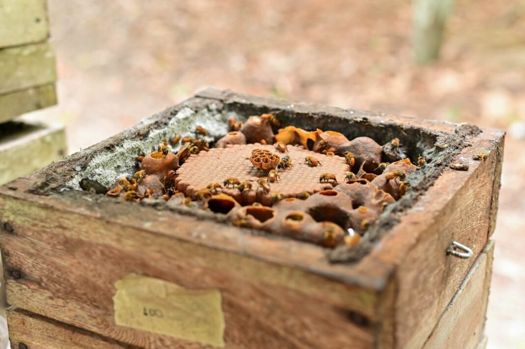 Ipaam_Criadores de abelhas sem ferrão_ Foto 2 - Henrique Almeida-Ipaam - 17-11-2025