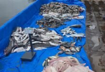 PMAM apreendeu mais de 1,5 tonelada de pescado ilegal em Barcelos