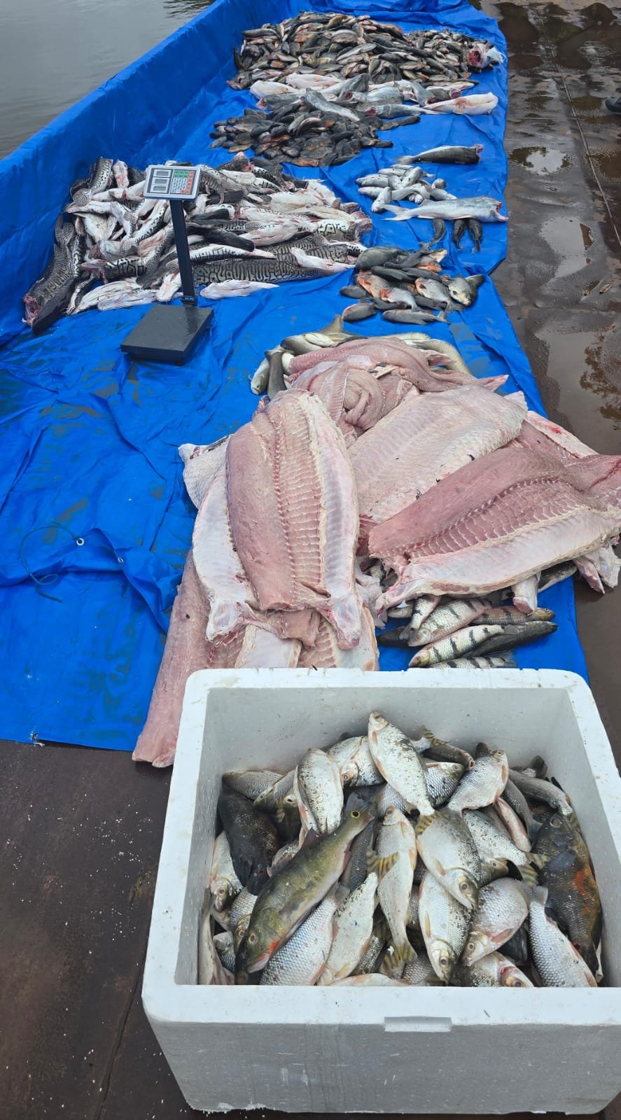 WhatsApp Image 2025-11-13 at 17.33.36