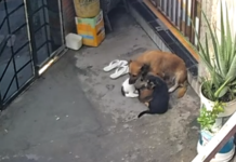 Homem é preso por maus-tratos contra quatro cães no bairro Gilberto Mestrinho