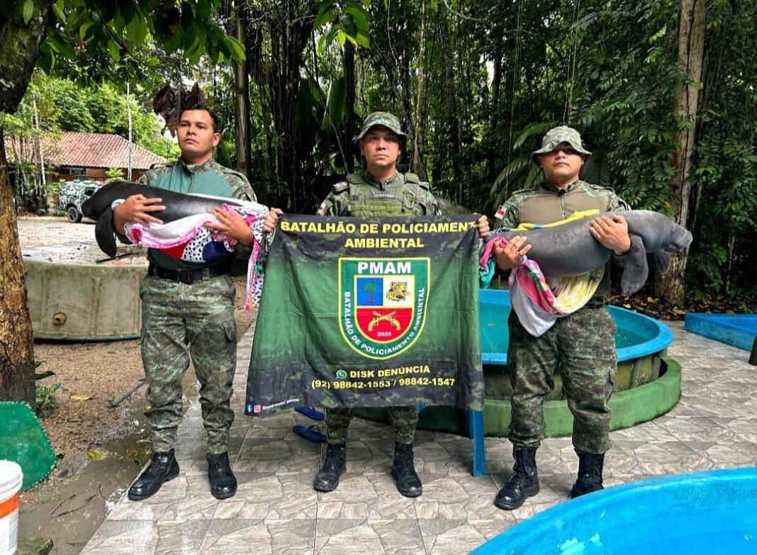 PMAM_RESGATE DE FILHOTE DE PEIXE BOI_FOTO_DIVULGAÇÃO_PMAM