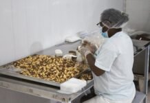 Amazonas encerra 2025 com avanços econômicos, geração de empregos e fortalecimento da bioeconomia