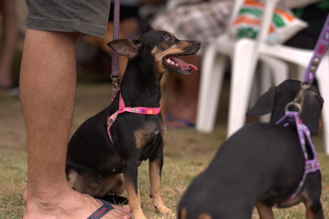 Sepet_foto Divulgação_Sepet (1)