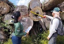 Portaria do Ipaam ajusta valores da reposição florestal e incentiva a legalidade