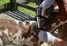 Adaf alerta pecuaristas para a importância da vacinação contra a brucelose