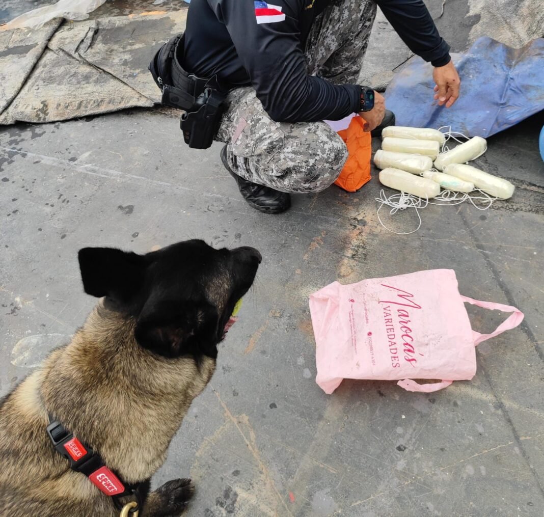 APREENSÃO_BASE_ARPÃO_FOTO_DIVULGAÇÃO_SSP (1) (1)