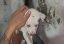 Em Manaus, bombeiros resgatam filhote de cachorro preso em buraco de parede de residência no Coroado