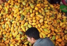 Idam destaca produtores de cacau do rio Juruá pela premiação internacional de chocolate