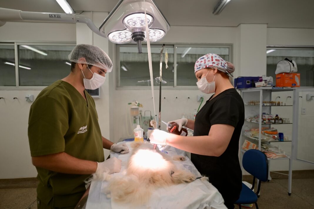 Sepet 3_foto Joedi Porto_Sepet