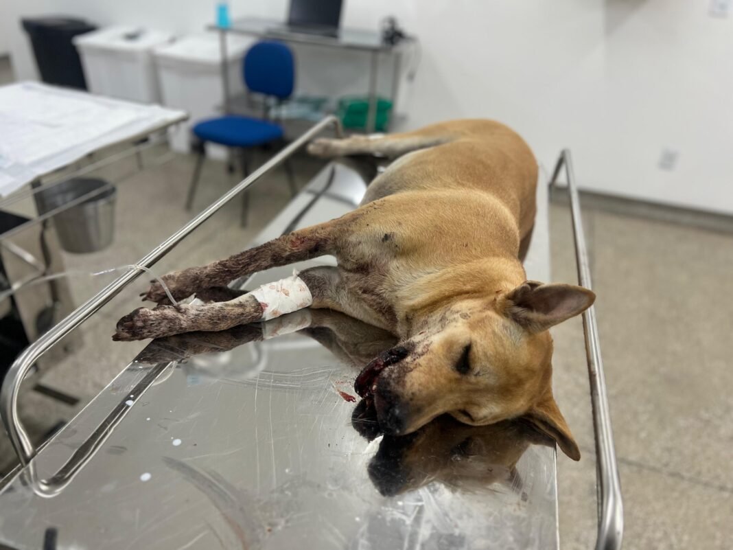 Sepet_Divulgação_Sepet (3)