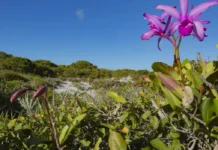 Inpe confirma redução de desmatamento na maioria dos biomas em 2024