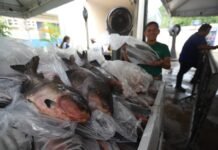 Governo Presente: Mais de 7,3 mil atendimentos são prestados no bairro Puraquequara