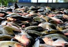 Período de defeso do tambaqui, termina no Amazonas nesta terça-feira