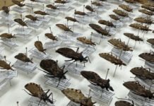 FVS-RCP reforça orientações sobre Doença de Chagas na Amazônia