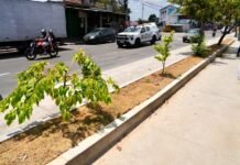 Prefeito Renato Junior vistoria obra no canteiro central da avenida Margarita com nova estrutura e paisagismo