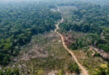 Ipaam aplica R$ 8,5 milhões em multas e embarga mais de 916 hectares na 13ª etapa da Operação Tamoiotatá 6 Agência Amazonas