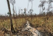 Idam orienta agricultores familiares sobre práticas de preparo da roça sem o uso de fogo Agência Amazonas