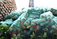 Editais do Governo do Amazonas visam compra de 1,6 mil toneladas de alimentos pelo PAA Agência Amazonas