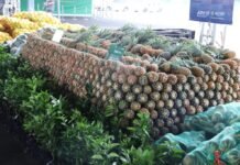 Sepror prorroga prazos de editais para 62 municípios e garante participação de produtores rurais após feriado Agência Amazonas