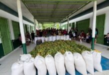PAA Indígena entrega mais de 3 toneladas de alimentos em Eirunepé Agência Amazonas