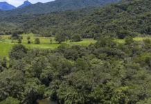 Brasil diminui em 43% área de vegetação nativa fragmentada Agência Brasil / EBC