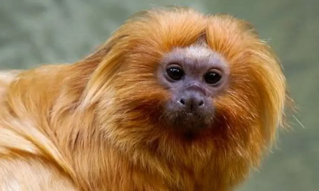 COP17 da Biodiversidade começa segunda-feira na Armênia A campanha pelo mico-leão-dourado foi uma das 27 moções aprovadas no CBUC, considerado o maior evento da América Latina sobre meio ambiente e áreas protegidas