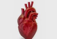 A cada 72 segundos, uma pessoa morre por doença cardiovascular no país Brasília (DF) 27/07/2024 - Coração é um órgão muscular que, por meio da sua contração, garante o bombeamento do sangue para as diferentes partes do corpo.