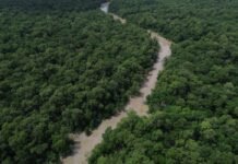 Desmatamento cai 41,8% na Amazônia e 23,8% no Cerrado em um ano Bragança (PA), 12/06/2025 – Vista de um braço do Rio Caeté em área de manguezal na Reserva Extrativista Marinha de Caeté-Taperaçu monitorada pelo projeto Mangues da Amazônia. Foto: Fernando Frazão/Agência Brasil