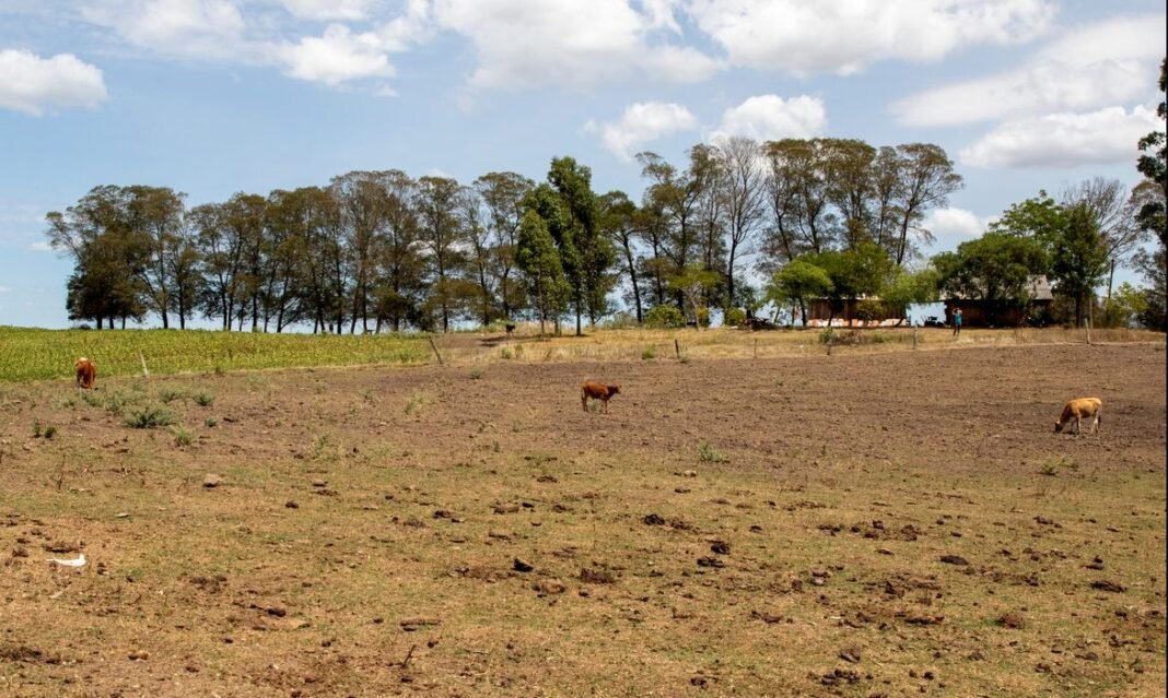 ONU: El Niño pode ser o mais forte dos últimos 40 anos Bagé (RS), 23/02/2023 - Área de região afetada pela estiagem no Rio Grande do Sul. O governo federal deve oficializar medidas para enfrentamento da seca que atinge os municípios gaúchos.