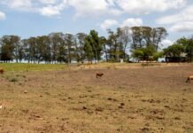 ONU: El Niño pode ser o mais forte dos últimos 40 anos Bagé (RS), 23/02/2023 - Área de região afetada pela estiagem no Rio Grande do Sul. O governo federal deve oficializar medidas para enfrentamento da seca que atinge os municípios gaúchos.