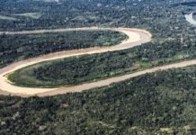 Holanda anuncia US$ 500 milhões em fundo florestal criado pelo Brasil Agência Brasil / EBC