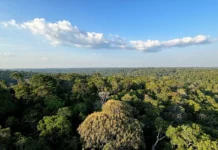Amazônia e Cerrado evitaram emissões equivalentes às do Japão Agência Brasil / EBC