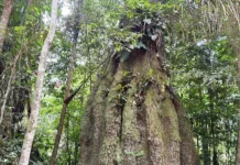 Lista das espécies da flora ameaçadas de extinção é atualizada Agência Brasil / EBC