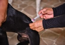 Campanha de vacinação antirrábica 2026 da prefeitura já atendeu 140 mil animais em Manaus e segue até 30 de novembro Prefeitura de Manaus